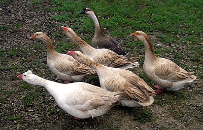 Six Geese.jpg