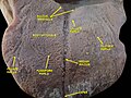 Floor of mouth. Deep dissection. Anterior view.