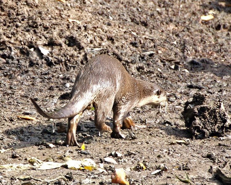 File:Smooth Otter (Lutrogale perspicillata) - Flickr - Lip Kee (1).jpg