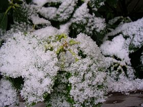 Close photgraph of snowflakes on a leaf in an early storm