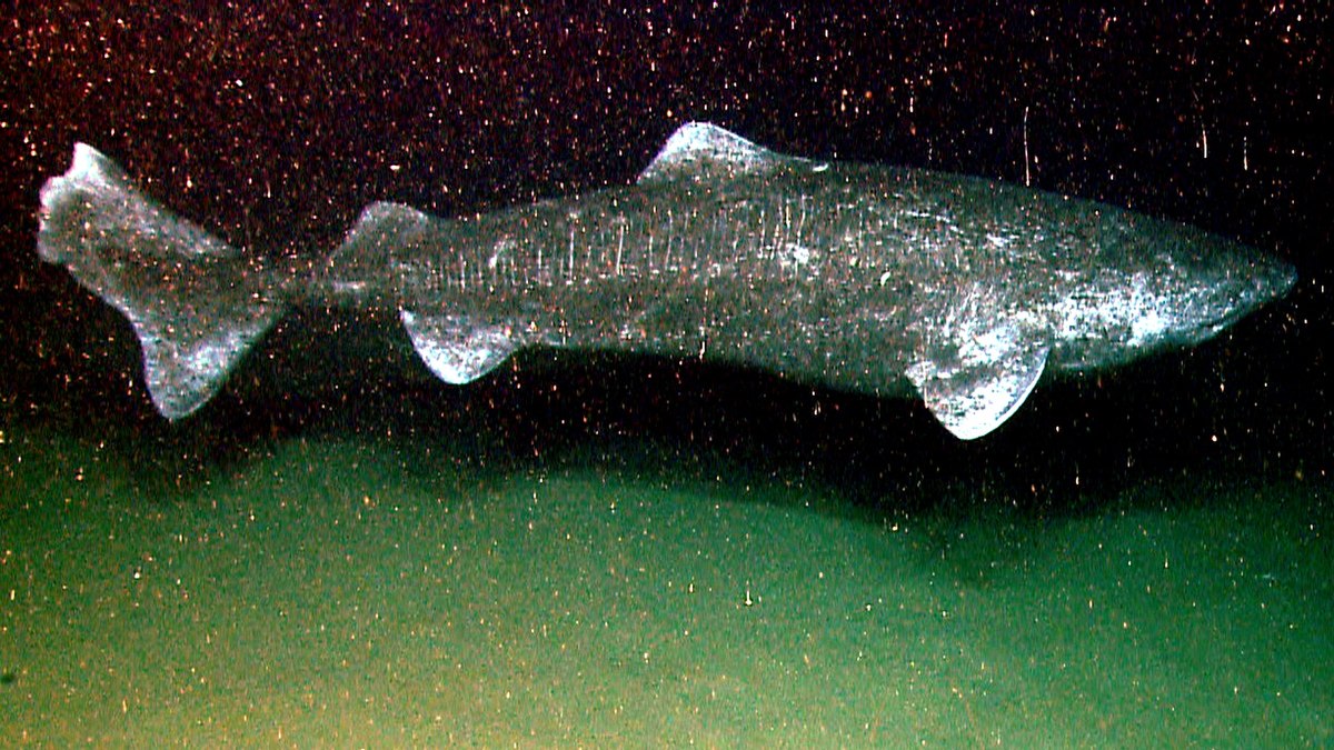Greenland shark - Wikipedia
