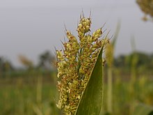 Sorghum plant contains temperature-responsive genes. These genes help the plant adapt in extreme weather conditions such as hot and dry environments. Sorghum bicolor (4171536532).jpg