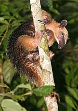 Le tamandua austral ou tamandua tetradactyla, petit foumilier semi-arboricole