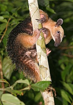 Južni tamandua (Tamandua tetradactyla)