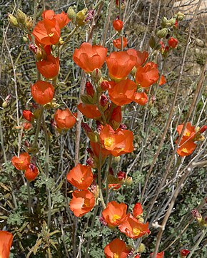 Beskrivelse av bilde Sphaeralcea ambigua 11.jpg.