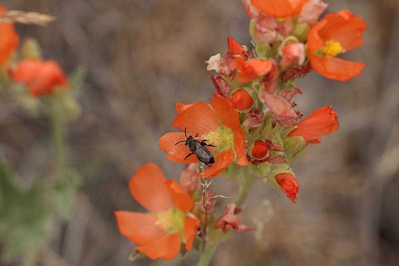 File:Sphaeralcea munroana 0199.JPG