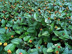 File:Spilanthes-groundcover-large.jpg