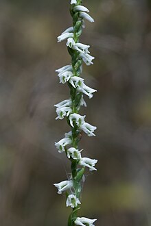 Spiranthes lacera var. gracilis.jpg