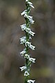 Spiranthes lacera var. gracilis