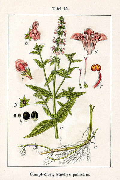 File:Stachys palustris Sturm45.jpg