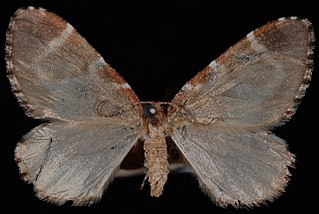 <i>Stamnodes blackmorei</i> Species of moth