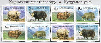 Yaks d'élevage du Kirghizistan.