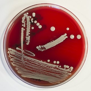 <i>Staphylococcus condimenti</i> Species of bacterium