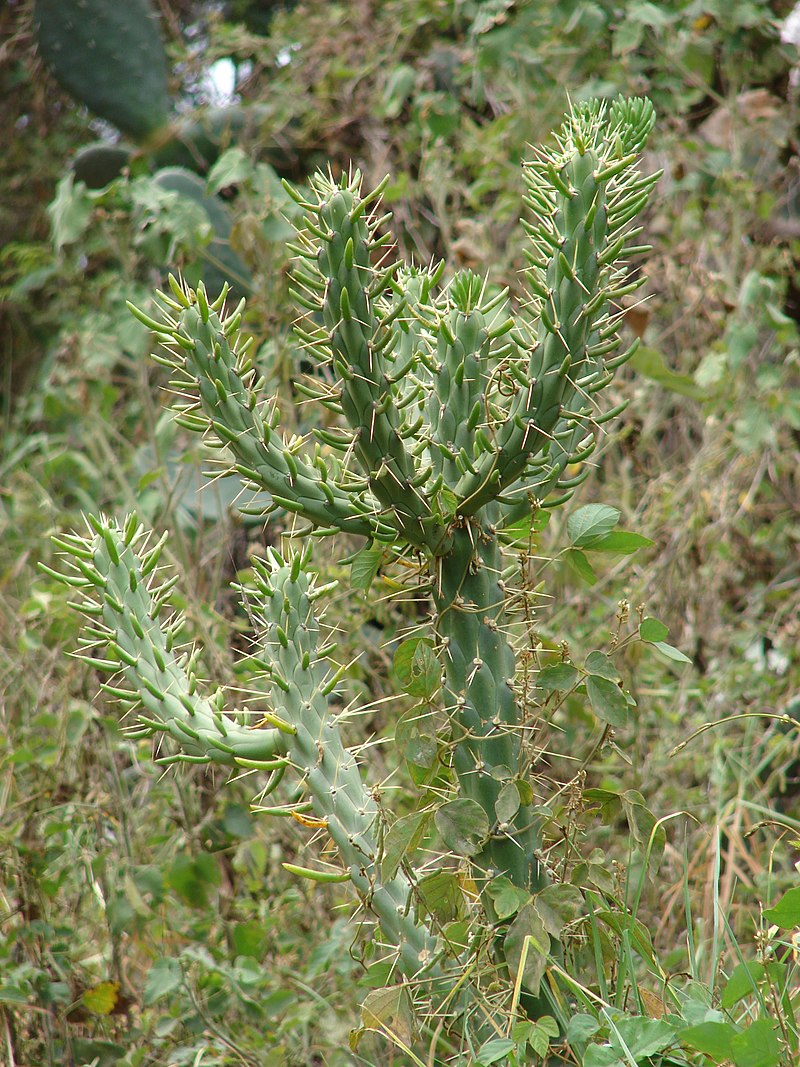 Austrocylindropuntia salmiana