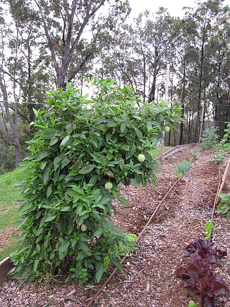 File:Starr-110217-1516-Solanum muricatum-fruiting habit-Olinda-Maui (24958285332).jpg