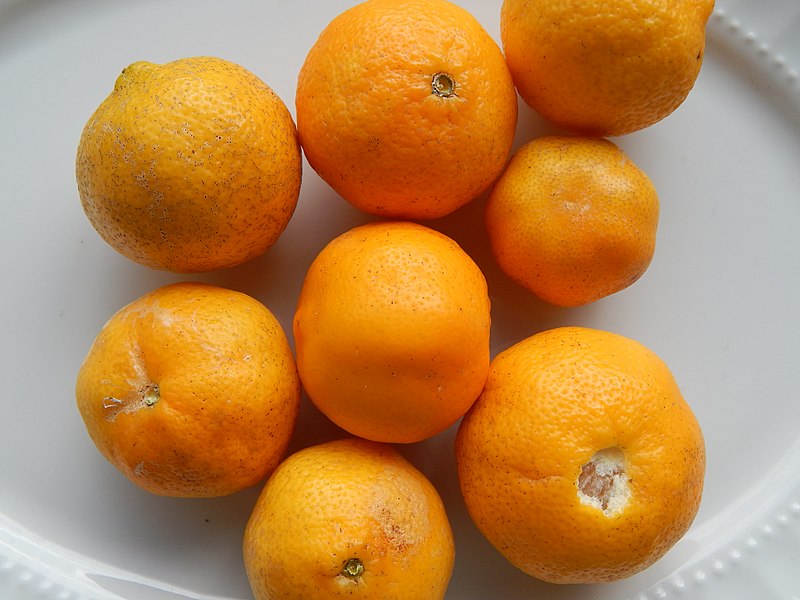 File:Starr-150112-3411-Citrus limonia-fruit-Hawea Pl Olinda-Maui (25238194256).jpg