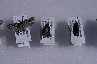 <i>Carposina nigronotata</i> Species of moth