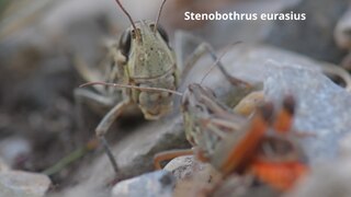 <i>Stenobothrus eurasius</i> Species of grasshopper