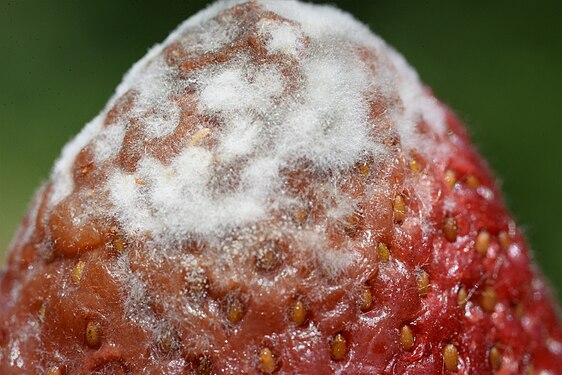 Mold on Strawberry