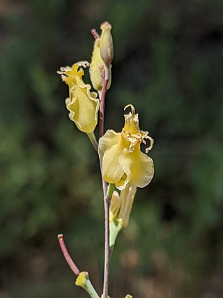 <i>Streptanthus bernardinus</i> Species of flowering plant