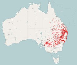 Distribución del mielero lanceolado. Datos de The Atlas of Living Australia.