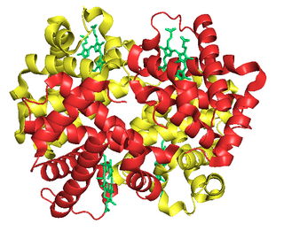 <span class="mw-page-title-main">Fetal hemoglobin</span> Oxygen carrier protein in the human fetus