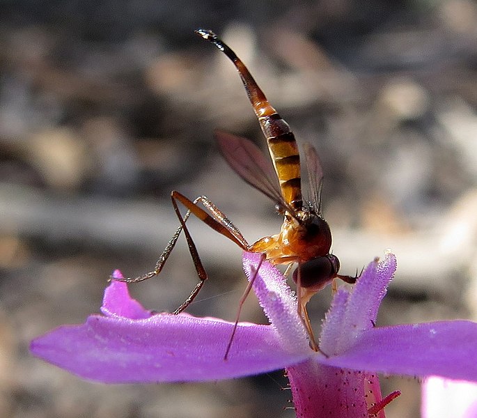 File:Stylogaster macalpini (12947561584, cropped) (cropped).jpg