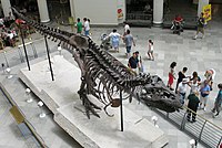 Sue, el esqueleto de Tyrannosaurus más grande y completo que se ha encontrado