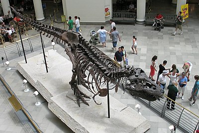 Field museum. Сью Чикагский музей естественной истории. Флоридский музей естественной истории.. Музей естественной истории им. Филда скелет тираннозавра. Музей Сью.