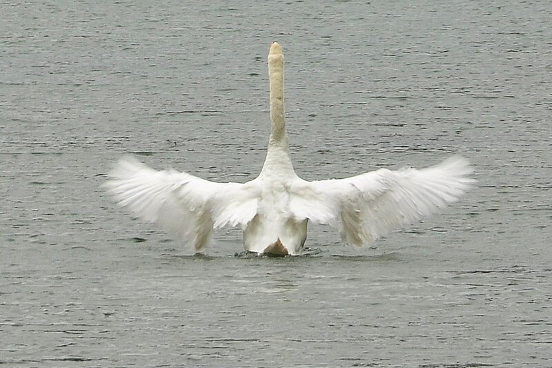 File:Swan on Waterhead Creek.jpg