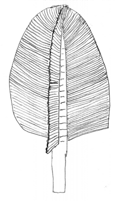 Reconstruction of Swartpuntia.  For the sake of clarity, only three fronds are shown.