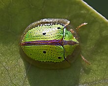 Sweetpotato tortoise beetle (22793783746).jpg