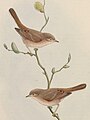 איור של זוג (Birds of Asia, Volume IV, London, 1850)