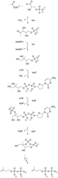 File:Synthesis of IPP and DMAPP via 1-deoxy-d-xylulose-5-phosphate Pathway.png