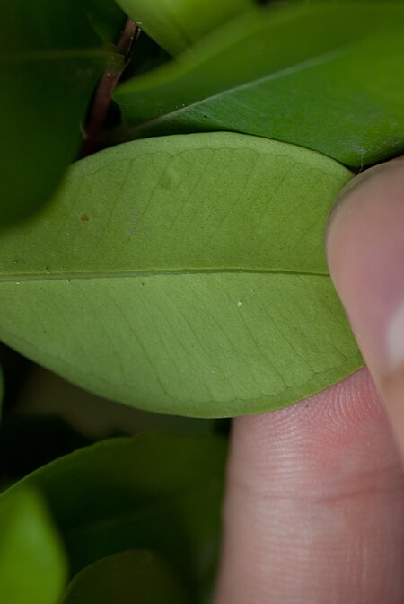 Tập_tin:Syzygium_buxifolium.jpg