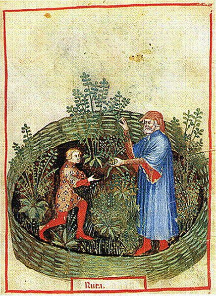 Illustration in the Tacuinum Sanitatis