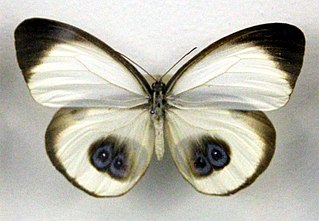 <i>Taenaris bioculatus</i> Species of butterfly