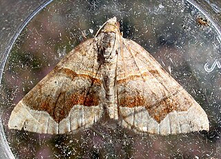 <i>Scotopteryx moeniata</i> Species of moth