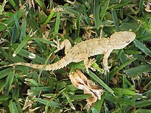 Tarentola Mauritanica (wallgecko), Cala de Mijas, Hiszpania.jpg