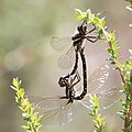 Tasmanian Swamp Tigertail, Synthemis tasmanica, mating pair.jpg