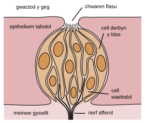 Blas: Ymhellach, Blasau sylfaenol, Mesur blasau cymharol