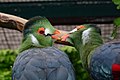 Tauraco leucotis (Weißohrturako - White-cheeked Turaco) - Weltvogelpark Walsrode 2013-03.jpg