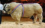 Vignette pour Liste des races bovines de France