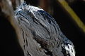 Tawny Frogmouth (Podargus strigoides). Inside a walk-through aviary, Cleland wildlife park, South Australia.