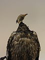 Un oiseau dans les réserves du Centre de conservation d’Histoire Naturelle Muséum Cuvier de Montbéliard.