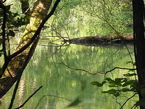 Teich im NSG Ehemalige Baggergrube östlich Basedow 01.JPG