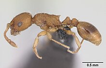 Temnothorax parvulus casent0173197 profile 1.jpg