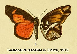 Teratoneura isabellae