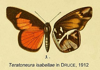 <i>Teratoneura</i> Butterfly genus in family Lycaenidae