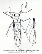 Tetraneura oligocenica - dessin de Nicolas Théobald en 1937